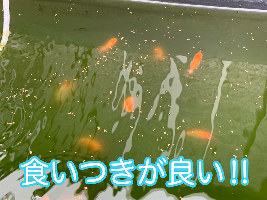 f:id:kazu-ranchu:20191002154453j:image