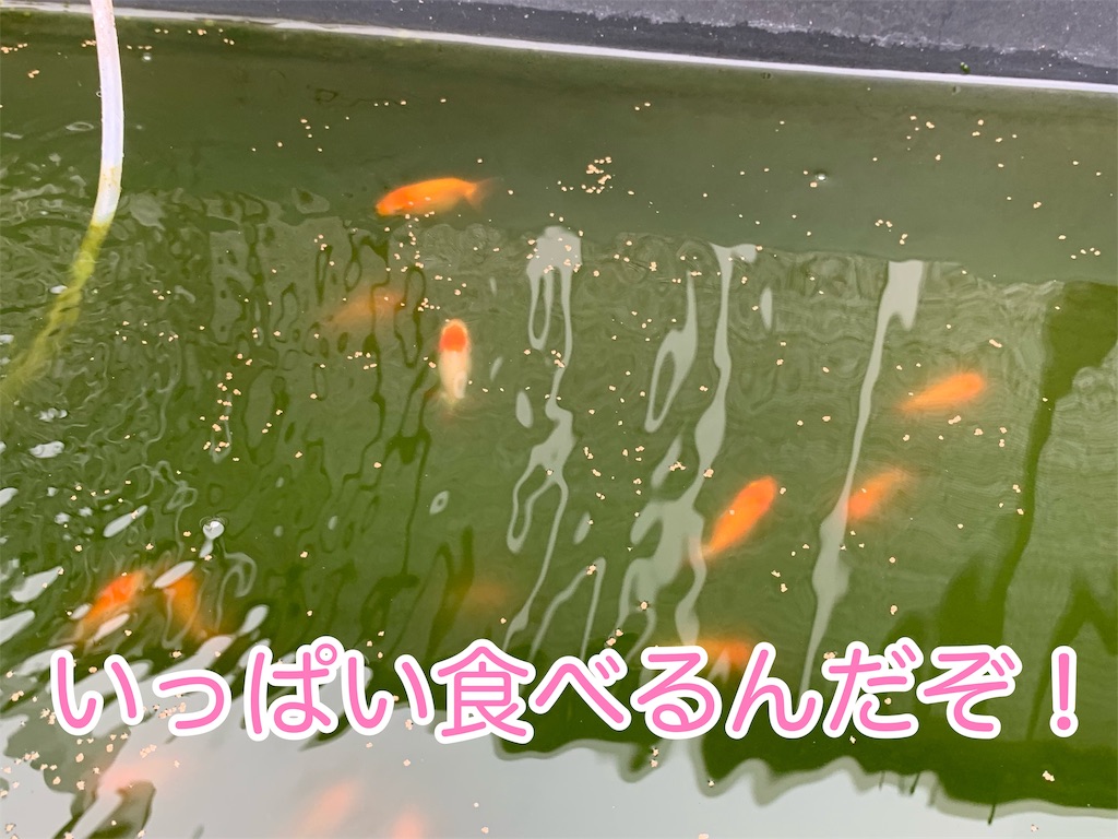 f:id:kazu-ranchu:20191002154915j:image