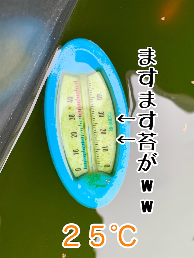 f:id:kazu-ranchu:20191002155123j:image