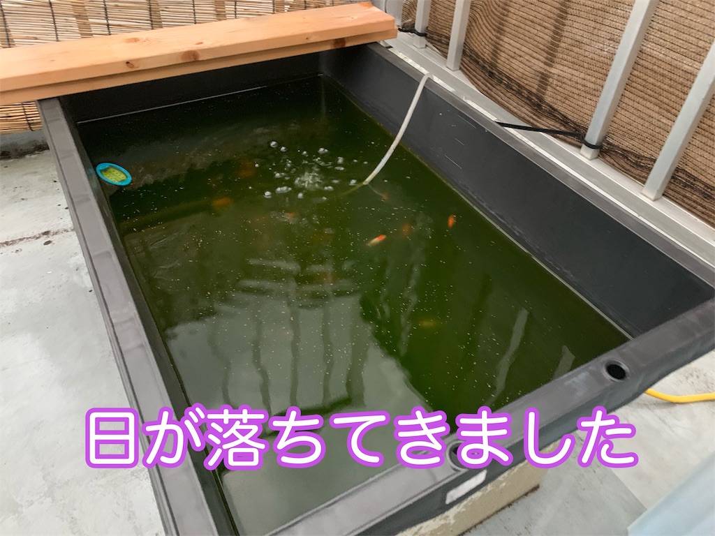 f:id:kazu-ranchu:20191004191625j:image