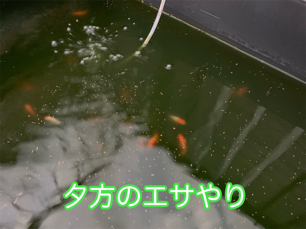f:id:kazu-ranchu:20191004191928j:image