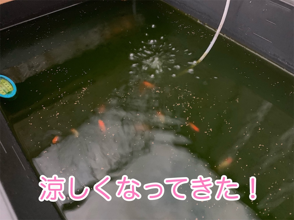 f:id:kazu-ranchu:20191004191937j:image