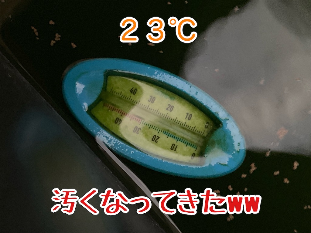 f:id:kazu-ranchu:20191004192324j:image