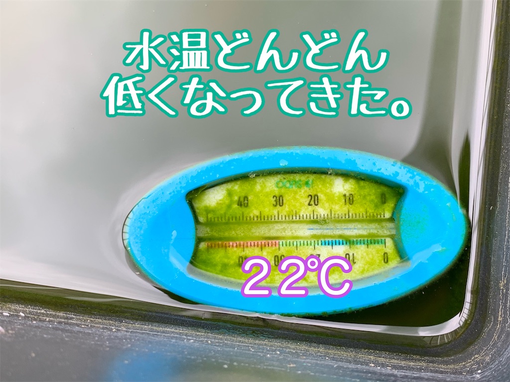 f:id:kazu-ranchu:20191009181644j:image