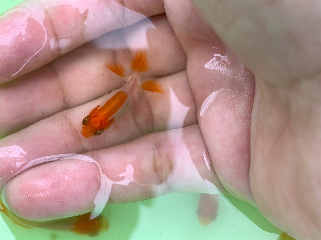f:id:kazu-ranchu:20191009190212j:image