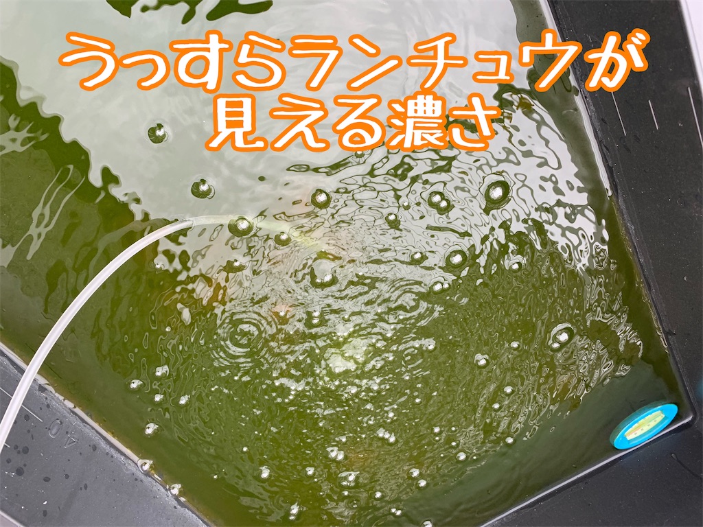 f:id:kazu-ranchu:20191009192531j:image