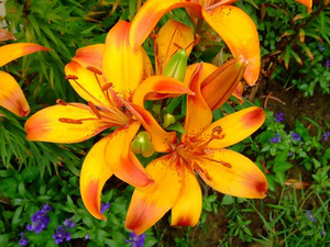 f:id:kazu1700004:20161121133026j:plain