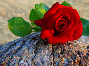 f:id:kazu1700004:20161124211911j:plain