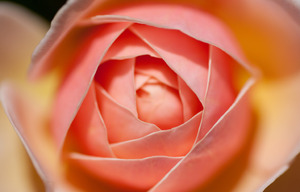 f:id:kazu1700004:20161125162212j:plain