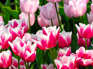 f:id:kazu1700004:20161203203646j:plain f:id:kazu1700004:20161203203646j:plain