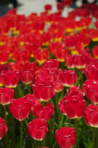 f:id:kazu1700004:20161205161512j:plain f:id:kazu1700004:20161205161512j:plain