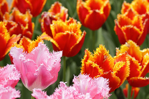 f:id:kazu1700004:20161206115159j:plain f:id:kazu1700004:20161206115159j:plain