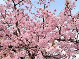 f:id:kazu1700004:20161231220942j:plain