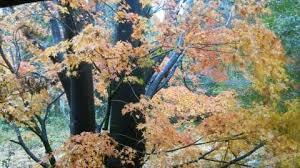f:id:kazu1700004:20190324075505j:plain
