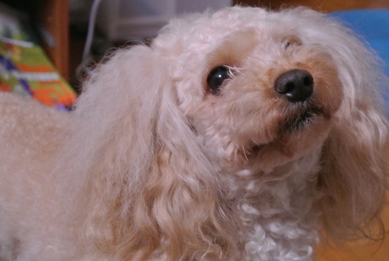 f:id:kazu2176:20141005160209j:image:w360:left f:id:kazu2176:20141005160209j:image:w360:left