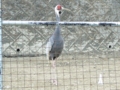 20080505133857