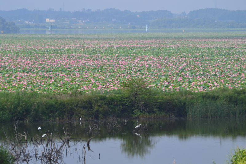 f:id:kazu_ma634:20161003233111j:image:w400