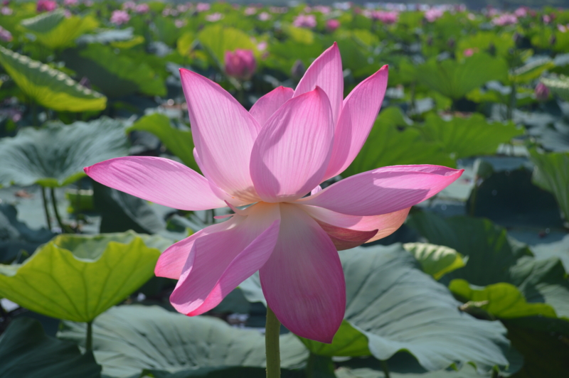 f:id:kazu_ma634:20161004000101j:image:w400