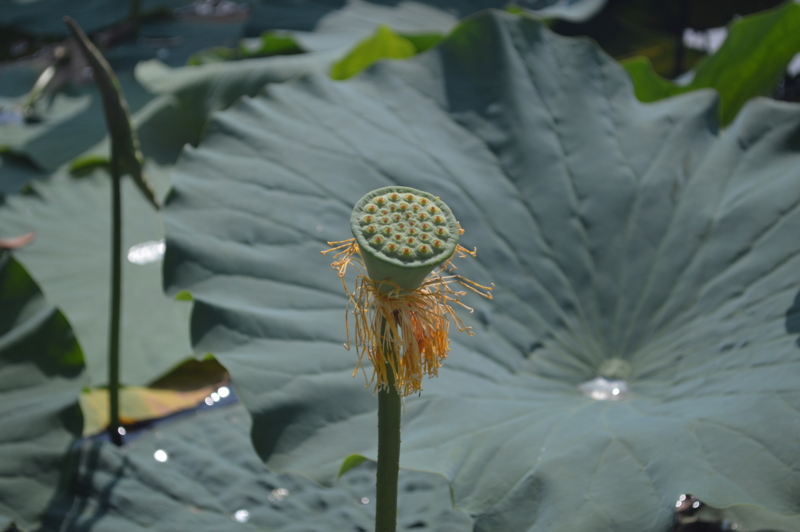 f:id:kazu_ma634:20161004000102j:image:w400