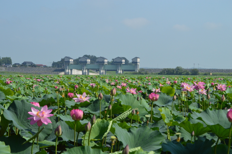 f:id:kazu_ma634:20161004000103j:image:w400