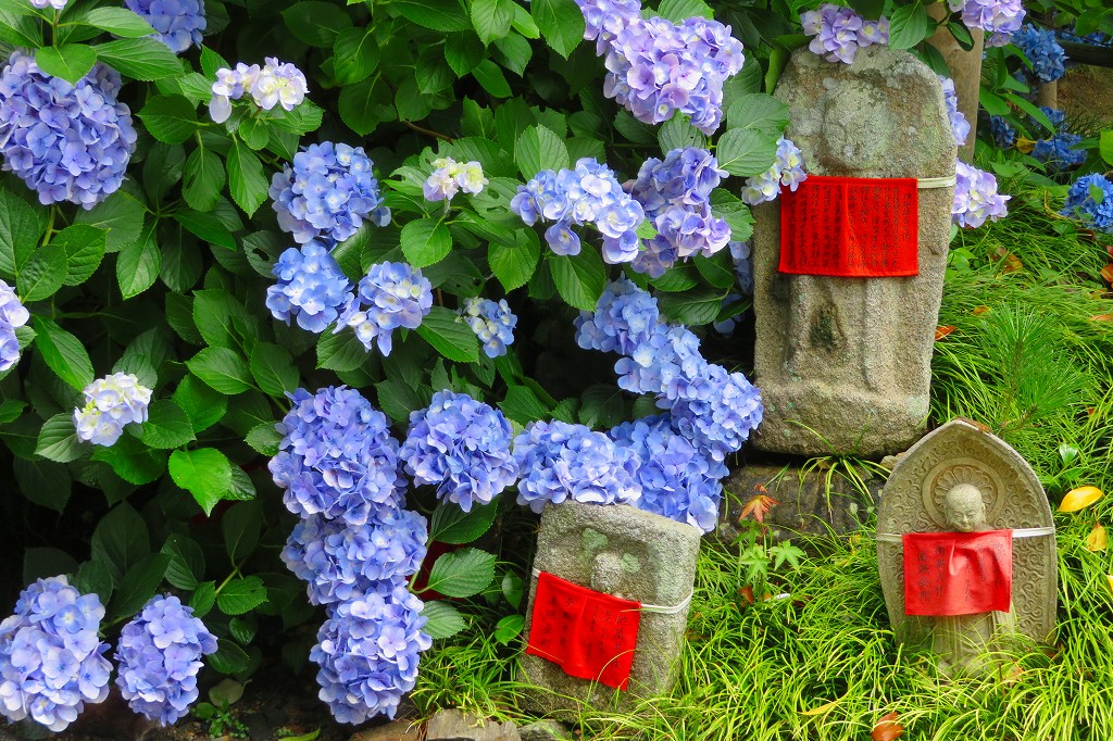 矢田寺　あじさいと石仏