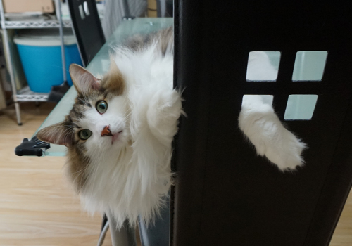 f:id:kazuhiro0214:20181109094329j:plain