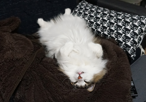 f:id:kazuhiro0214:20181109094411j:plain