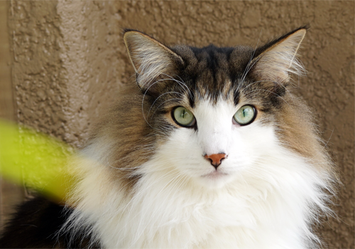 f:id:kazuhiro0214:20190119165013p:plain f:id:kazuhiro0214:20190119165013p:plain