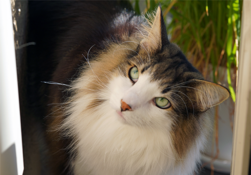 f:id:kazuhiro0214:20190119165048p:plain f:id:kazuhiro0214:20190119165048p:plain