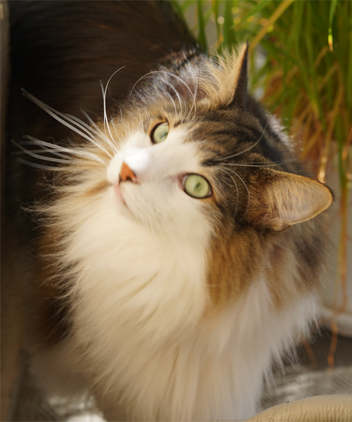 f:id:kazuhiro0214:20190119165143p:plain f:id:kazuhiro0214:20190119165143p:plain