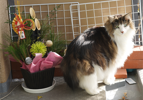 f:id:kazuhiro0214:20190127143038p:plain f:id:kazuhiro0214:20190127143038p:plain