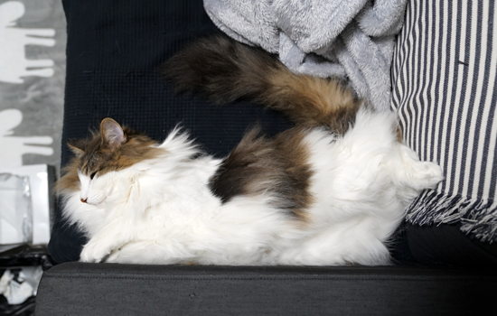 f:id:kazuhiro0214:20190323223102p:plain