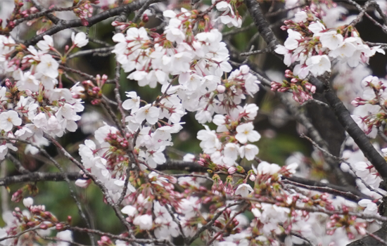 f:id:kazuhiro0214:20190330180452p:plain