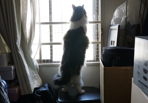 f:id:kazuhiro0214:20190402143606j:plain
