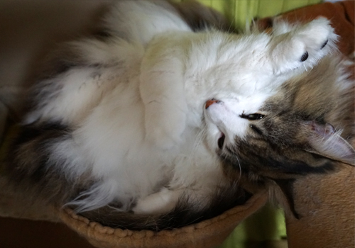 f:id:kazuhiro0214:20190402143726j:plain