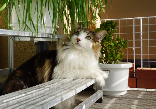 f:id:kazuhiro0214:20190402144042j:plain