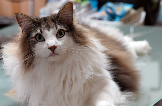 f:id:kazuhiro0214:20190509091342p:plain