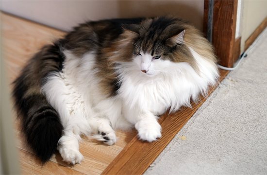 f:id:kazuhiro0214:20190515085649p:plain