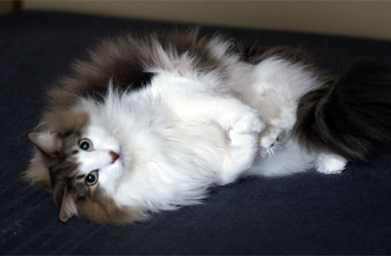 f:id:kazuhiro0214:20190515085830p:plain