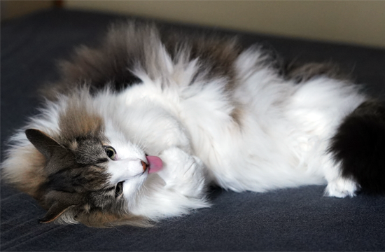 f:id:kazuhiro0214:20190515090023p:plain