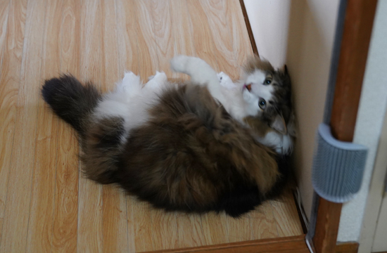 f:id:kazuhiro0214:20190523122610j:plain