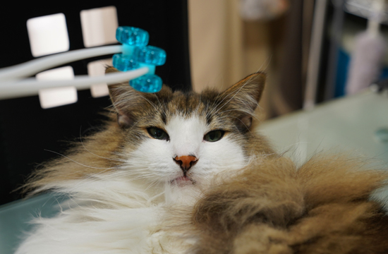 f:id:kazuhiro0214:20190523122657j:plain