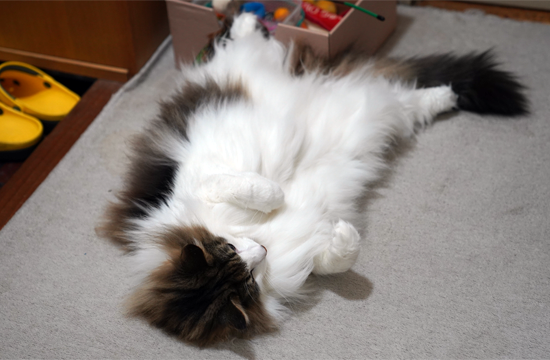 f:id:kazuhiro0214:20190525130112p:plain