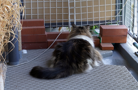 f:id:kazuhiro0214:20190526101516p:plain f:id:kazuhiro0214:20190526101516p:plain