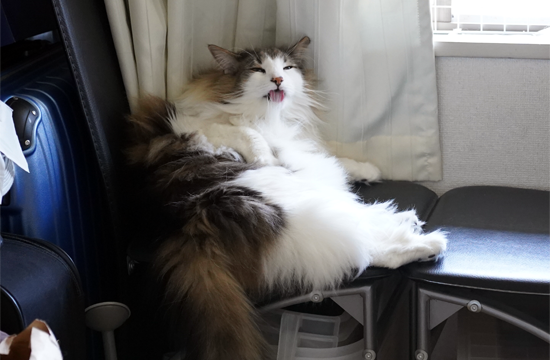 f:id:kazuhiro0214:20190526101717p:plain f:id:kazuhiro0214:20190526101717p:plain