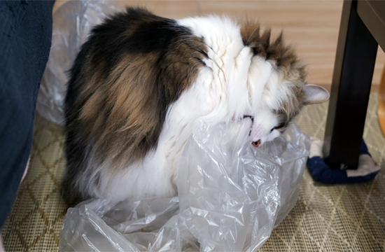 f:id:kazuhiro0214:20190526101747p:plain f:id:kazuhiro0214:20190526101747p:plain