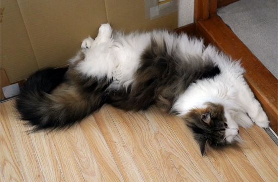 f:id:kazuhiro0214:20190526101813p:plain f:id:kazuhiro0214:20190526101813p:plain