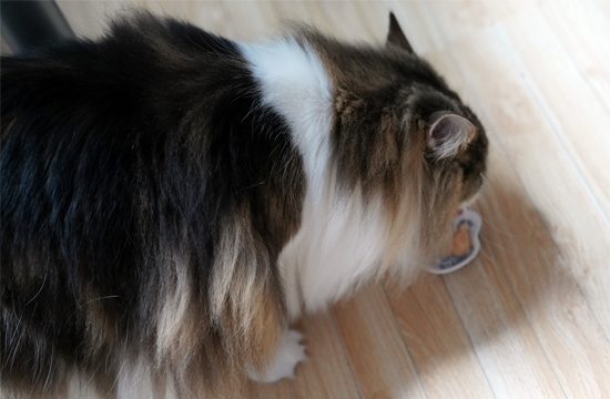 f:id:kazuhiro0214:20190601115500p:plain