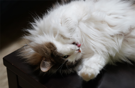 f:id:kazuhiro0214:20190601115643p:plain