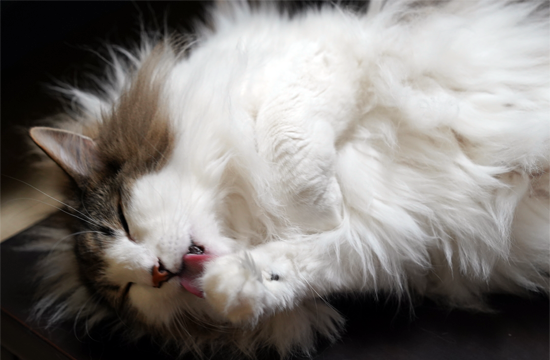 f:id:kazuhiro0214:20190601115709p:plain